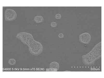 惠強(qiáng)新材 P系列PVDF涂覆膜